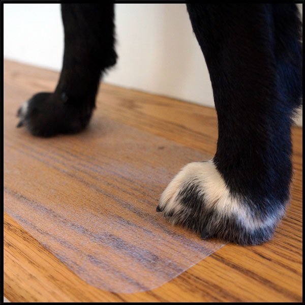 People-Treads-clear-medium-wood-floor-cat-detail