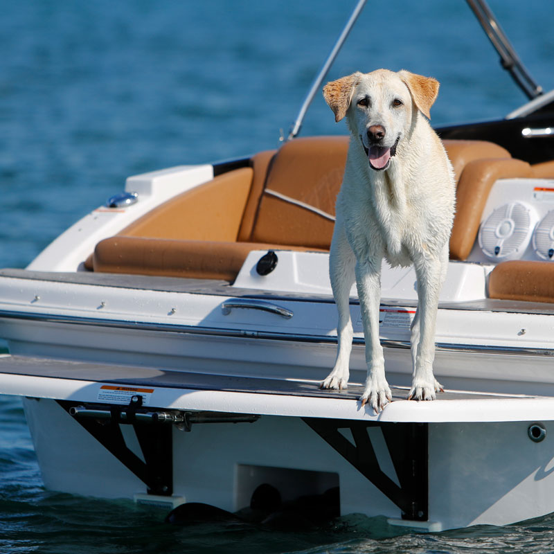 Dog on boat - Non-slip treads on boat dock